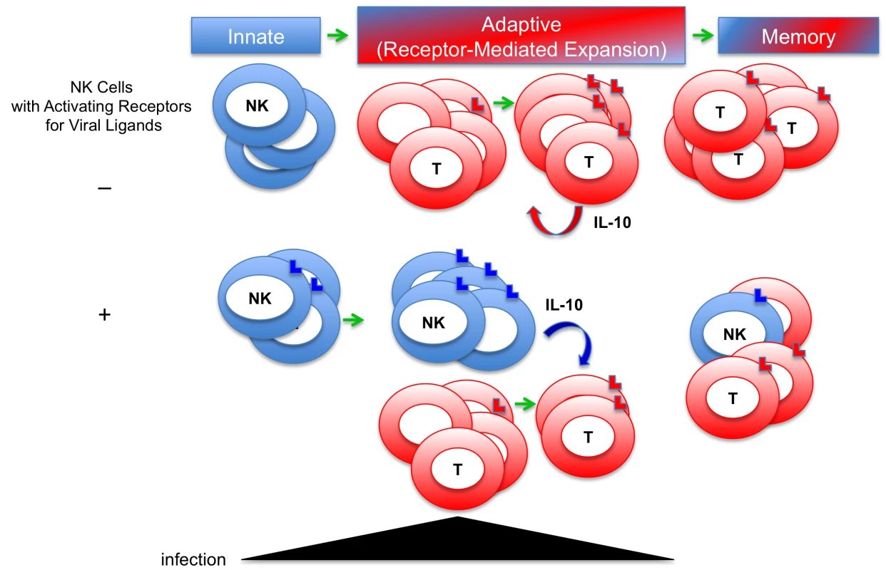 New model for defense and regulatory functions of immune responses to viral infections.