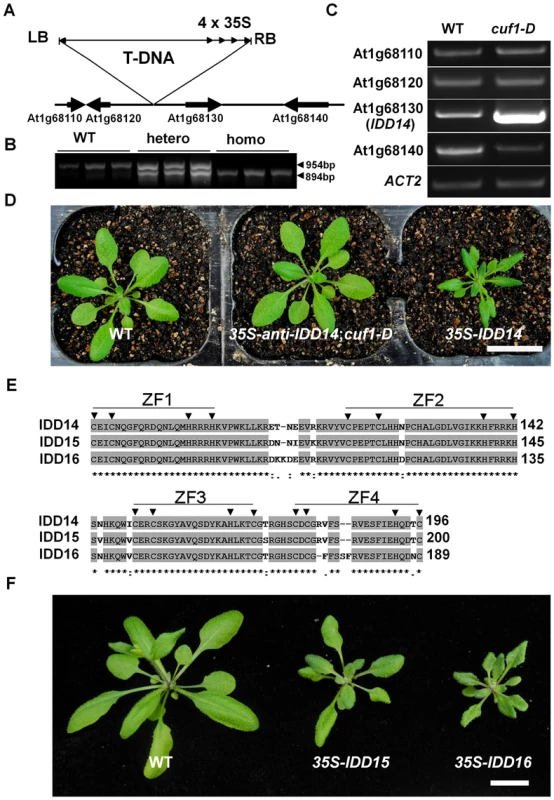 Molecular characterization of <i>CUF1</i>/<i>IDD14</i>.