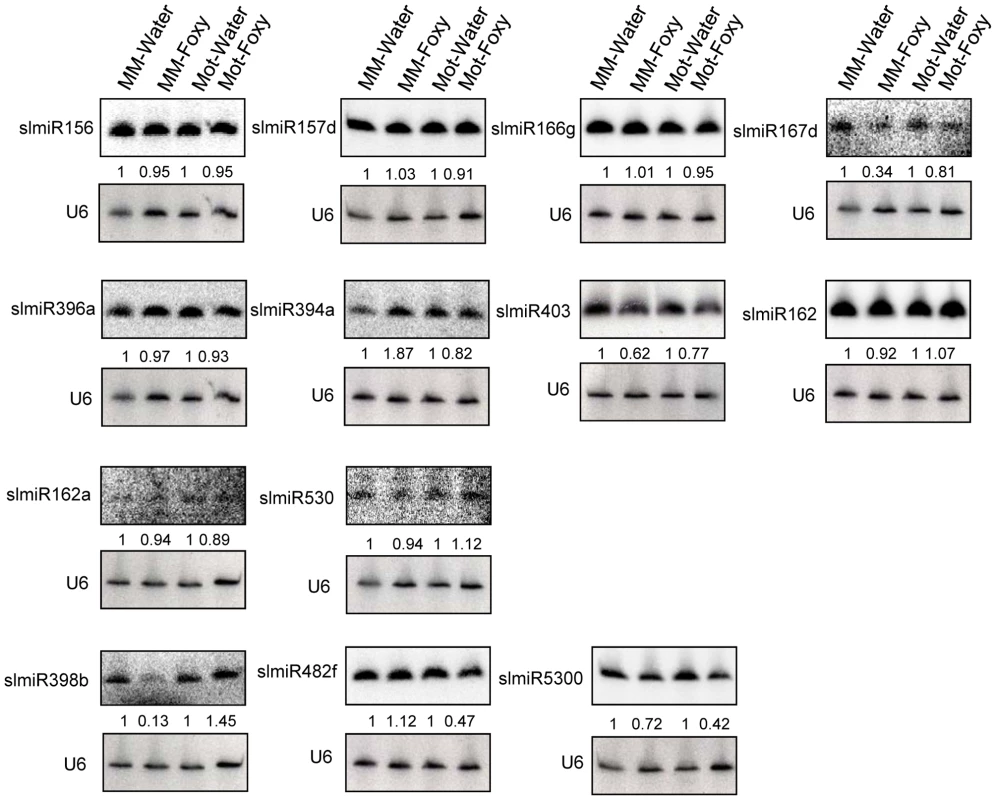 Northern blot analysis of miRNAs.