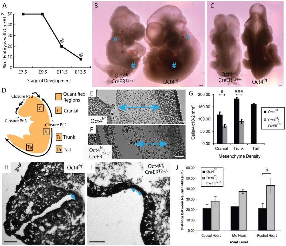 Depletion of Oct4 ∼E7.5 results in diminished viability, reduced mesenchyme density and broader spacing between the neural folds.