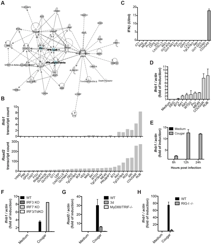 Strain-specific activation of the type I interferon signaling pathway.
