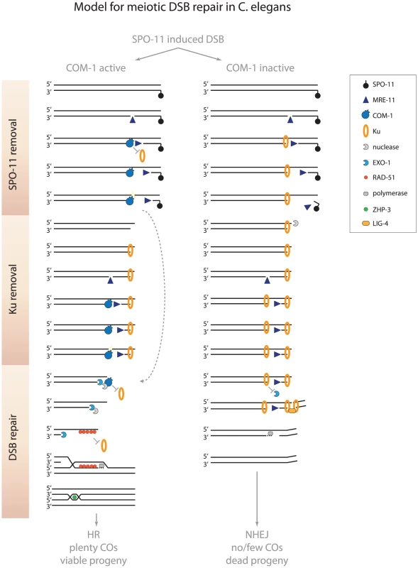 Model for meiotic recombination in <i>C. elegans</i>.
