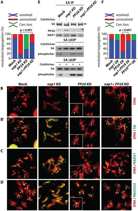 NAP1 and PP2A act antagonistically in cohesin cycle.