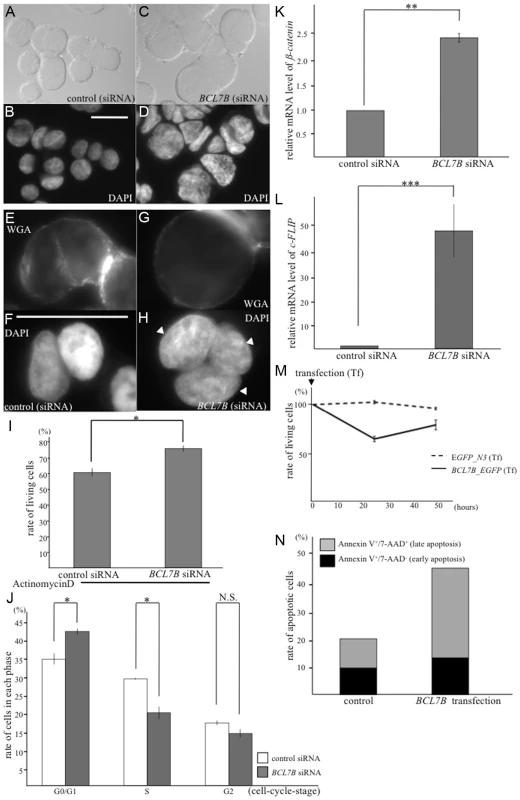 BCL7B functions as a tumor suppressor via multiple pathways.