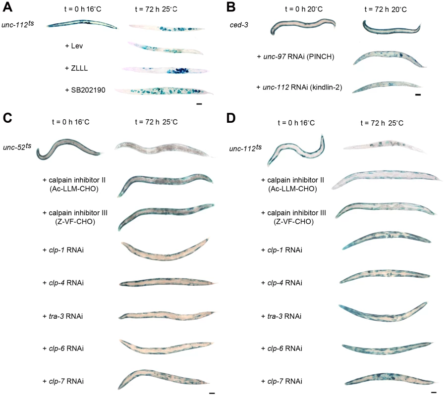 Calpain inhibition blocks protein degradation induced by acute loss of attachment.