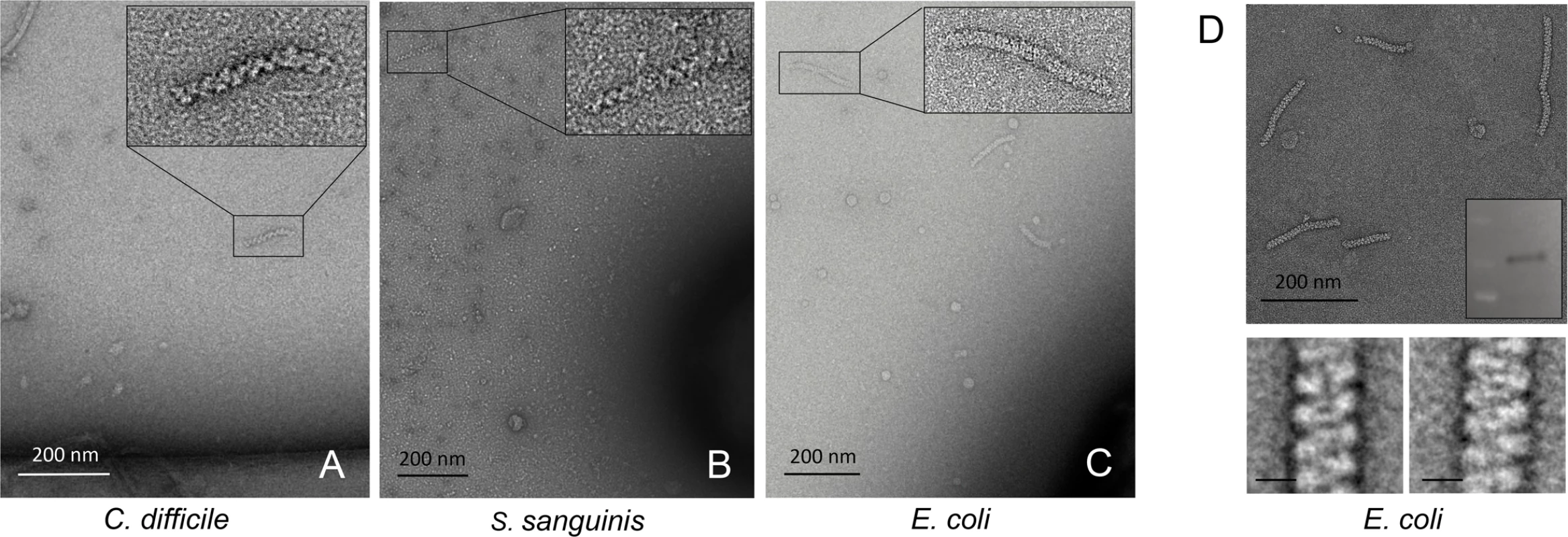 Cross-species conservation of AdhE spirosomes.