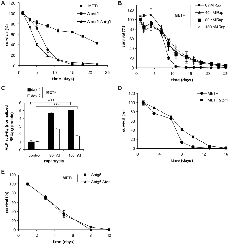 Autophagy is crucial for MetR-mediated longevity.