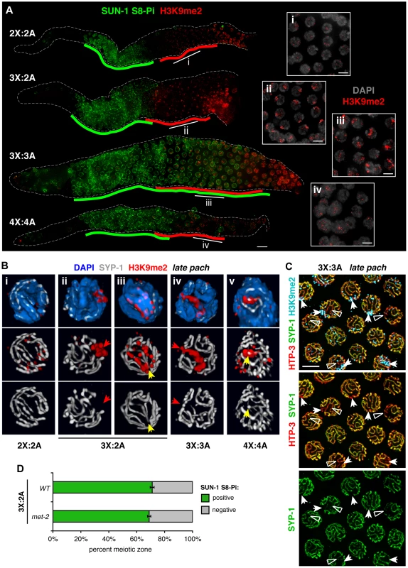 Relationship between H3K9me2 acquisiton at synapsis defects and loss of SUN-1 phosphorylation in altered karyotypes.