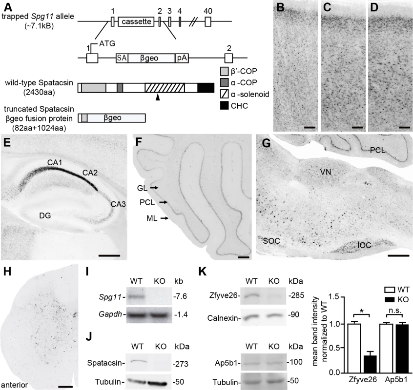 Homozygous trapped mice represent Spatacsin knockout mice.