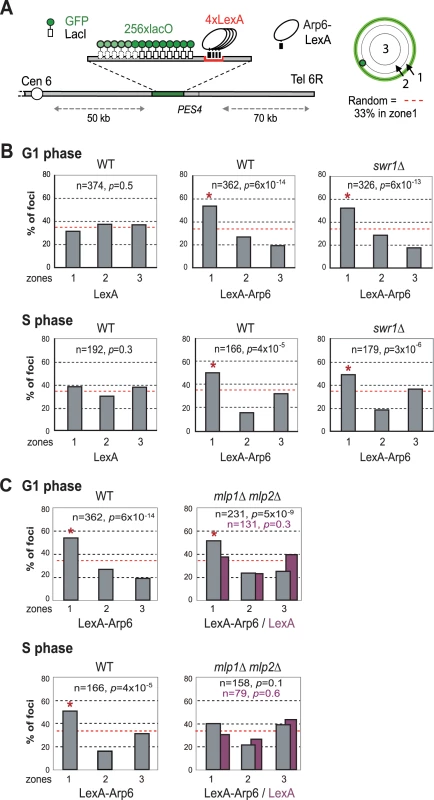 Perinuclear anchoring activity of Arp6.