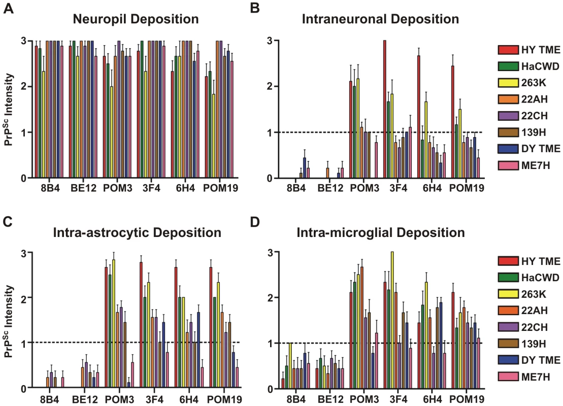 Strain-specific processing of PrP<sup>Sc</sup> in neurons and glia.