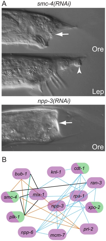 Genes with Ore-like phenotypes.