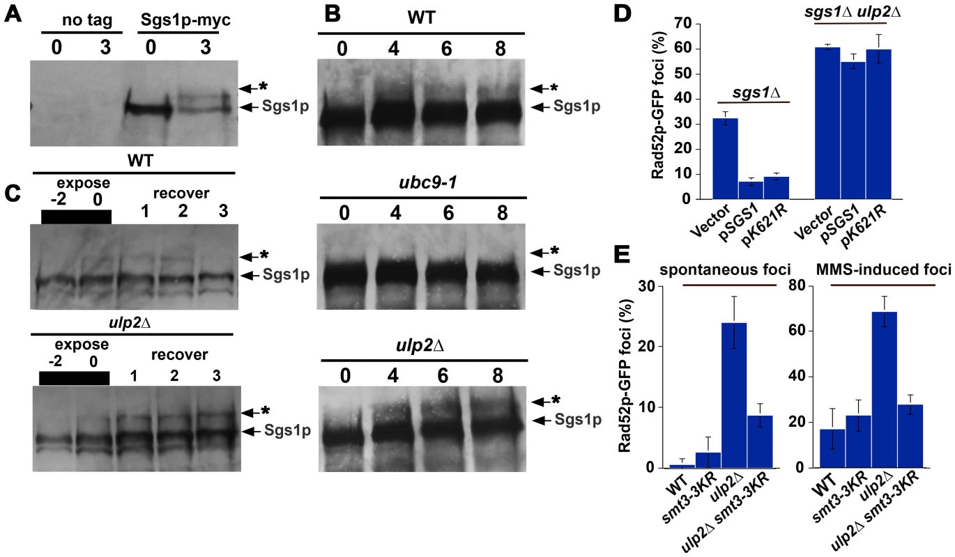 Sgs1p sumoylation in <i>ulp2</i>Δ <b>mutants.</b>