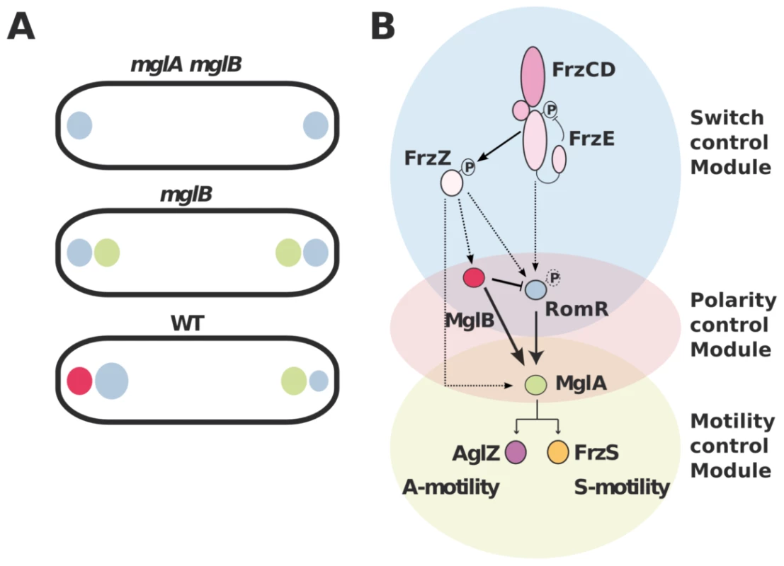 Polarity axis control by RomR, MglA, and MglB.