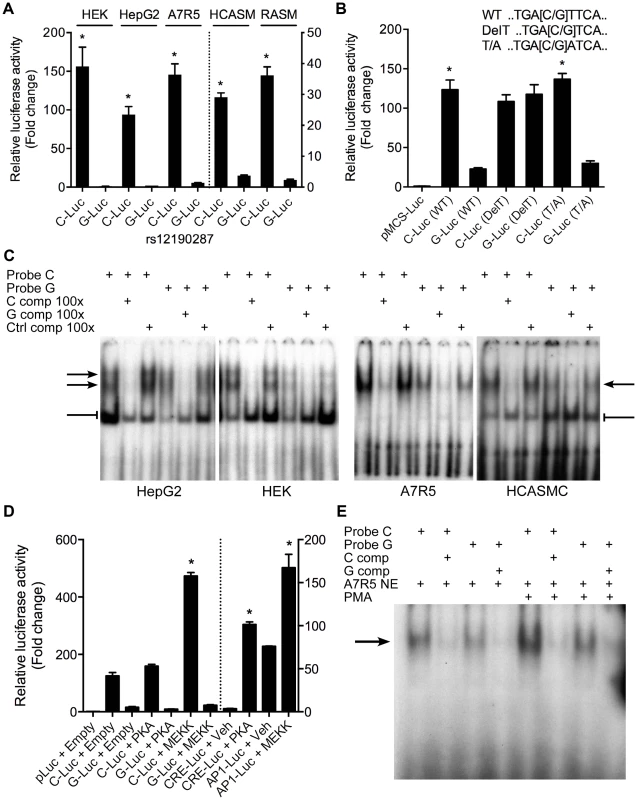 Allele-specific transcriptional activity at rs12190287.