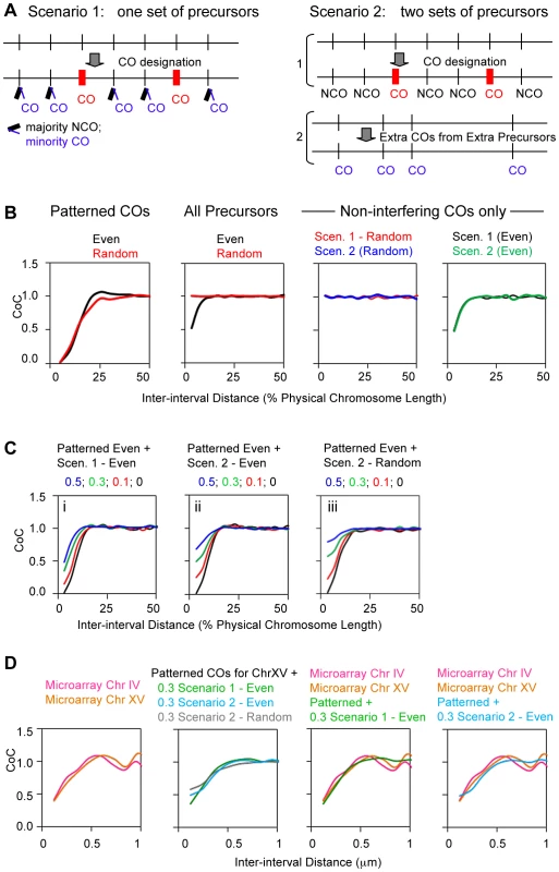 Modeling of non-interfering COs with the example of budding yeast.