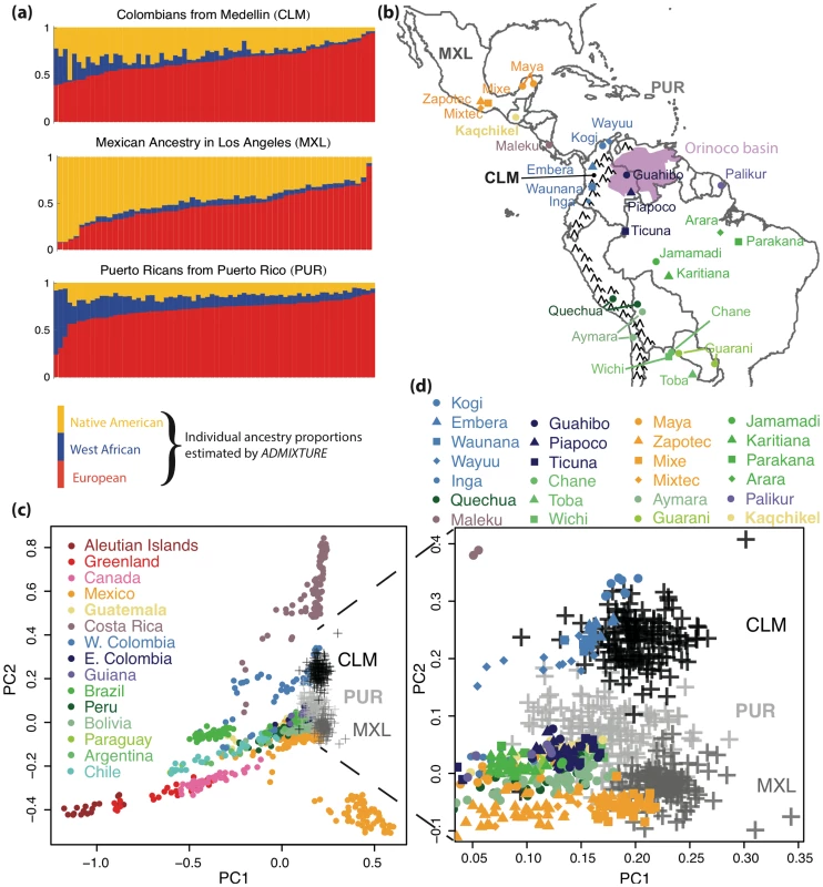 Genome-wide ancestry patterns.