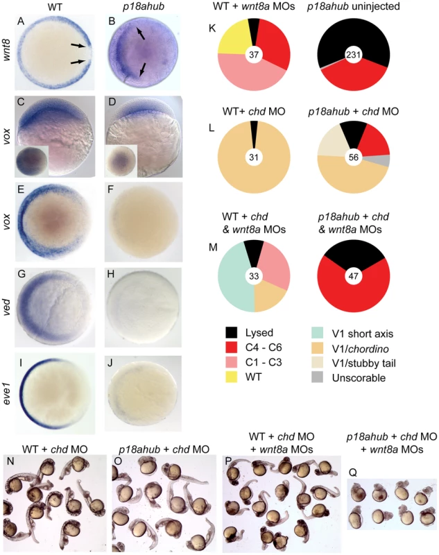 The Wnt8a pathway is repressed but mechanistically intact in <i>p18ahub</i> embryos.