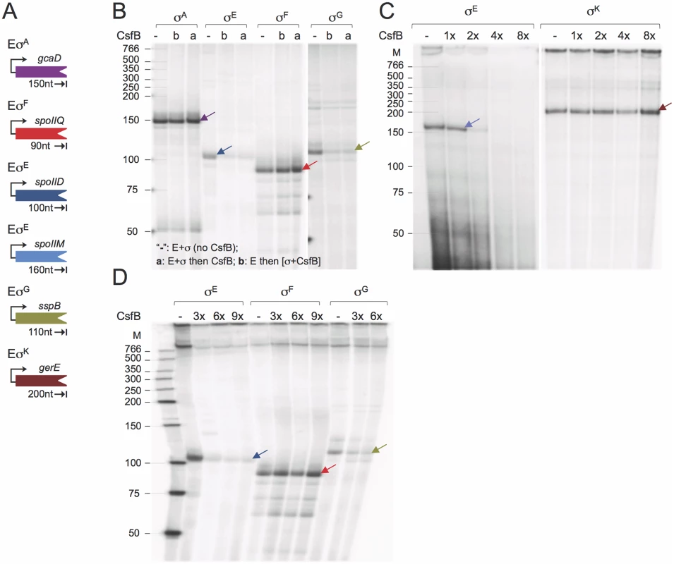 CsfB inhibits <i>in vitro</i> transcription by RNA polymerase associated with σ<sup>G</sup> or σ<sup>E</sup>.