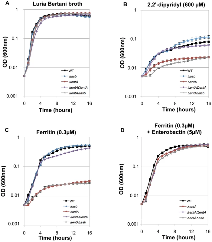 Iron acquisition from ferritin relies on bacillibactin production.