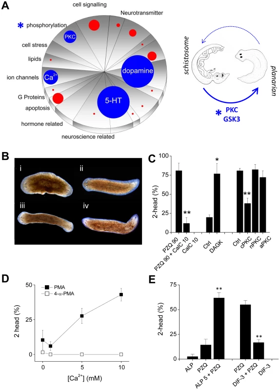 Small molecules efficacious as antischistosomals miscue planarian AP polarity.