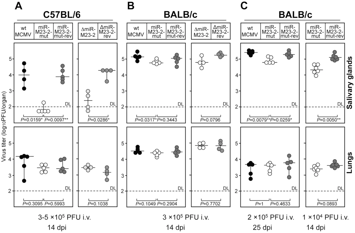Phenotype of miRNA mutant and revertant MCMV in salivary glands and lungs.