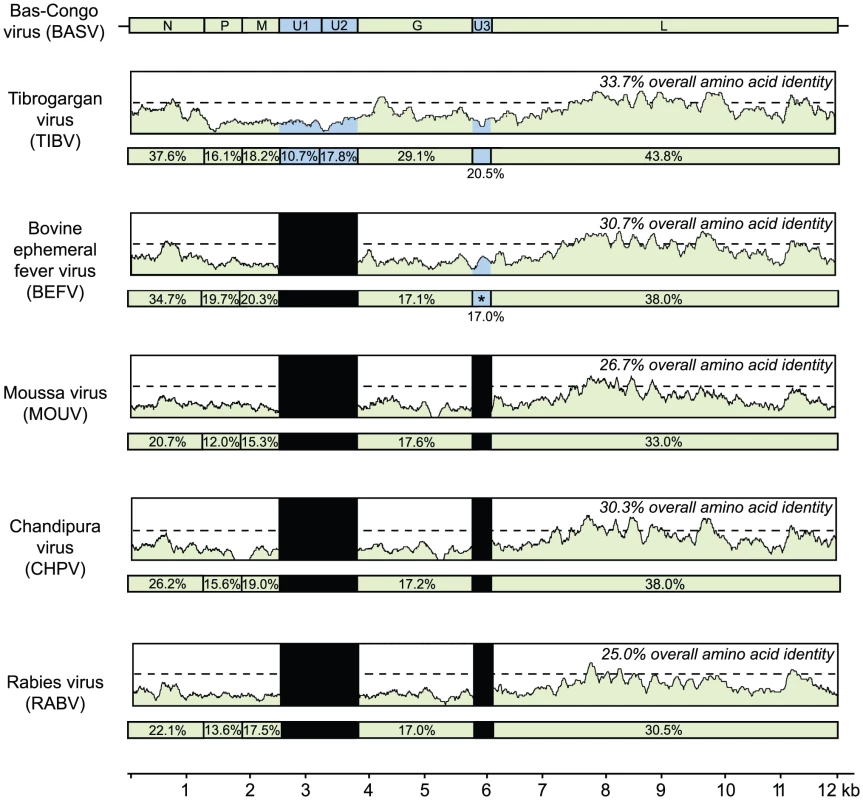 Schematic representation of the genome organization of BASV and its protein similarity plot compared to representative rhabdoviruses.