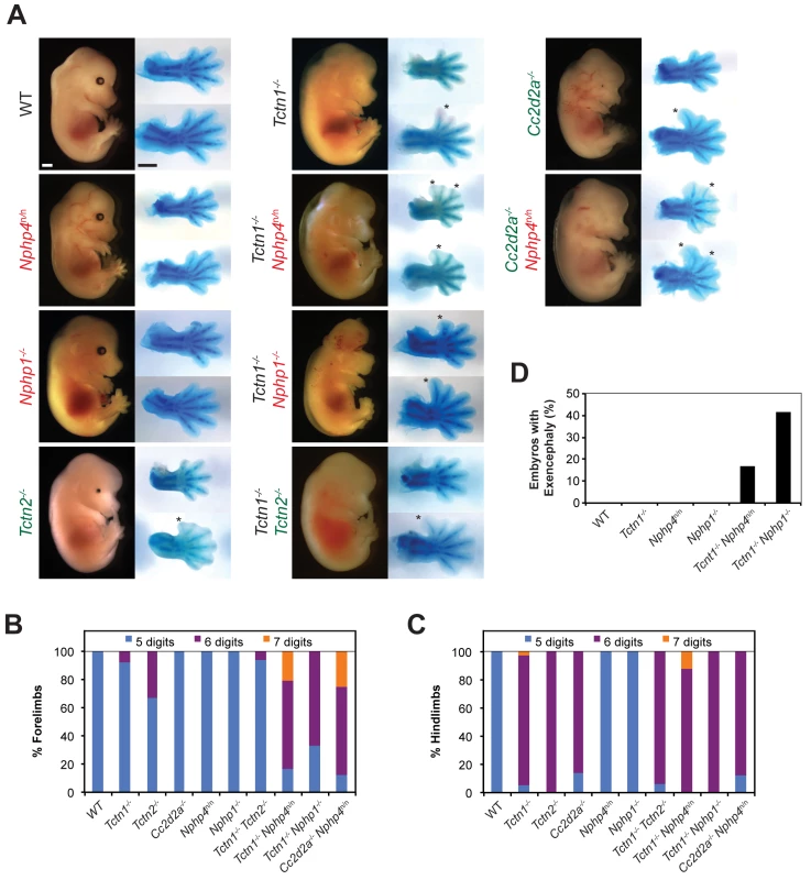 Mouse <i>Tctn1</i> genetically interacts with NPHP complex genes, but not MKS complex genes.