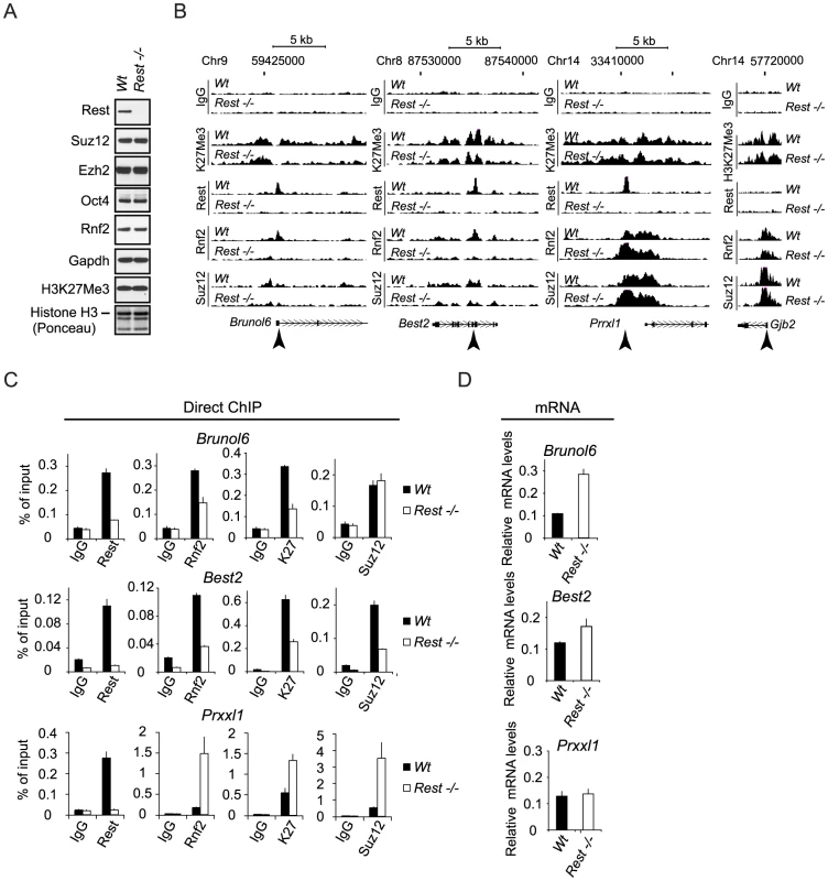 Rest regulates recruitment of PRC1 and PRC2 at specific genomic loci.