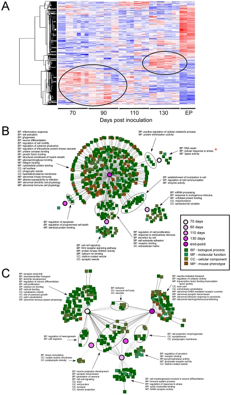 A dynamic temporal gene expression profile identified between prion infected and control samples.