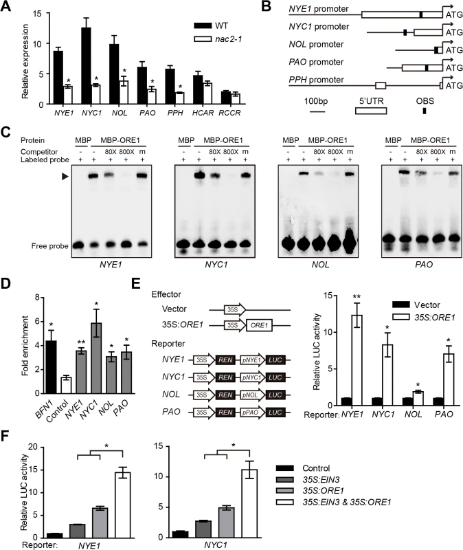 ORE1 directly activates the expression of <i>NYE1</i>, <i>NYC1</i>, <i>NOL</i> and <i>PAO</i>.