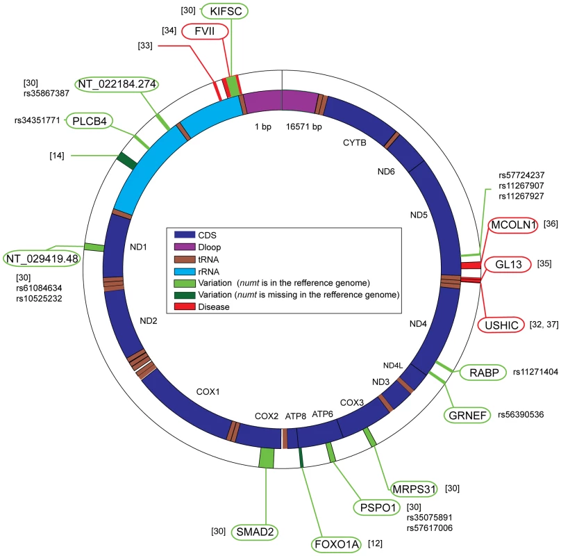 Human polymorphic <i>numts</i> and <i>numts</i> that cause diseases.