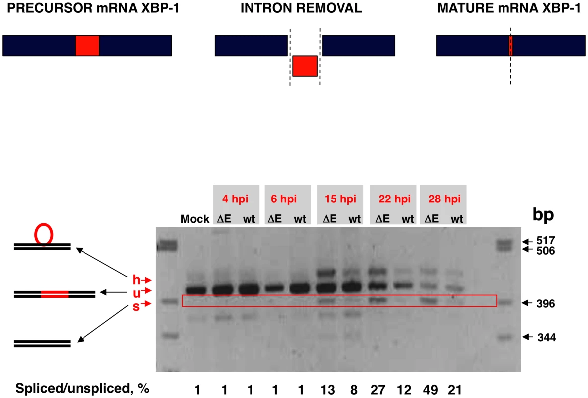 Activation of the IRE-1 pathway in rSARS-CoV-ΔE-infected cells.