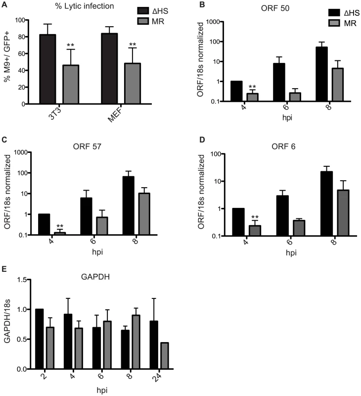 Failure to degrade viral mRNAs leads to enhanced lytic cycle entry.