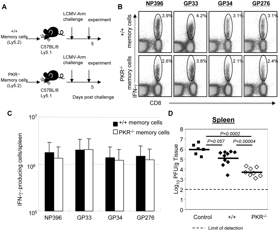 Secondary expansion of +/+ or PKR<sup>−/−</sup> memory CD8<sup>+</sup> T cells in Ly5.1/+/+ mice.