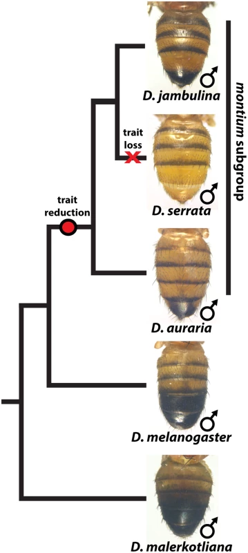 The loss and diversification of body pigmentation in males of the <i>montium</i> subgroup.