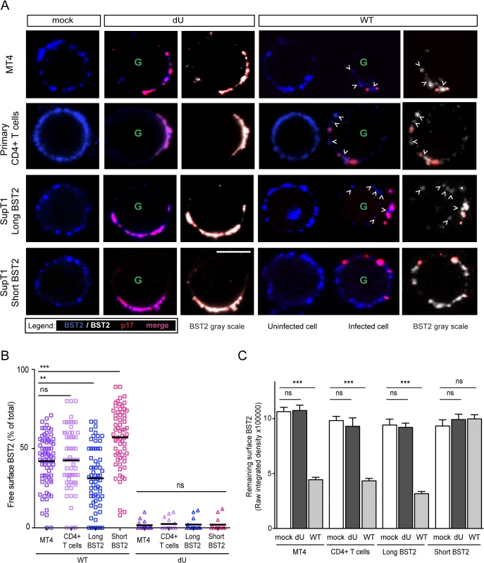 Residual BST2 clusters are detected outside virus assembly sites in the presence of Vpu.