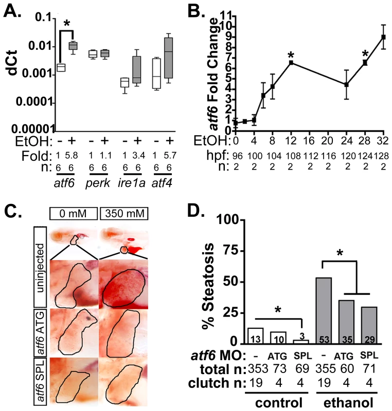 Atf6 is required for alcoholic steatosis.