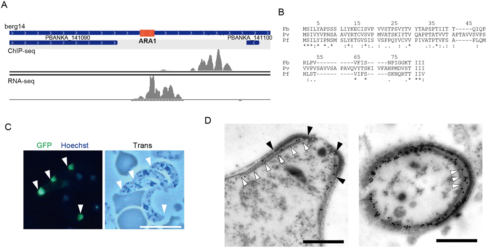 Identification of a missing gene in the <i>P</i>. <i>berghei</i> genome.
