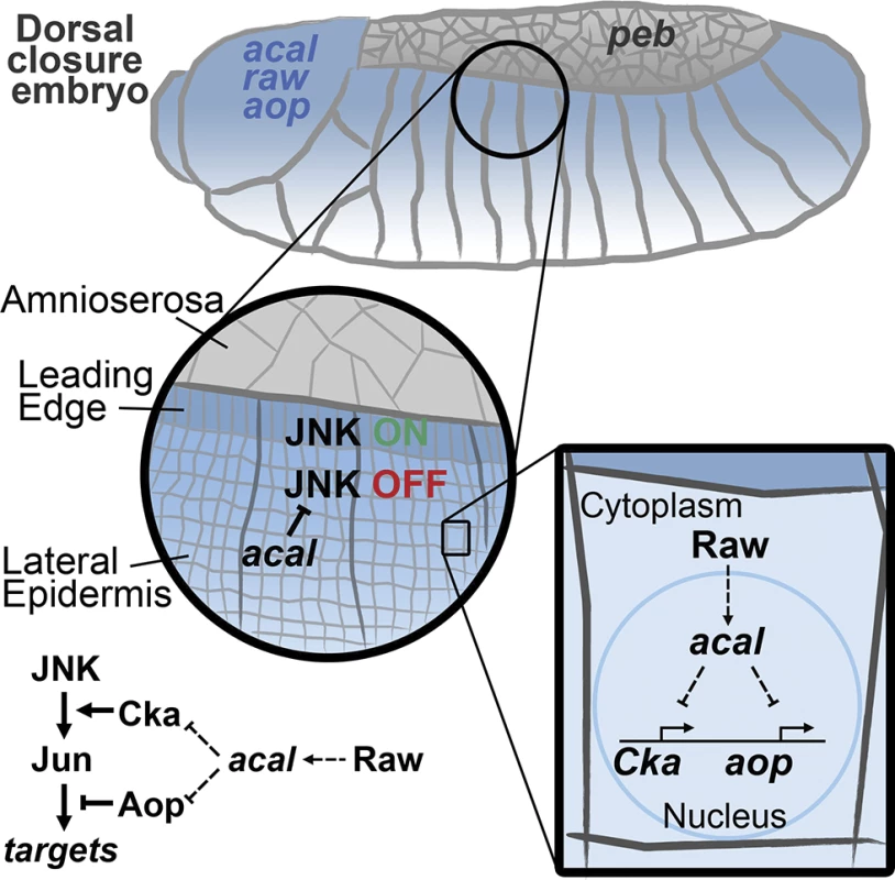 Model for <i>acal</i> function during DC.