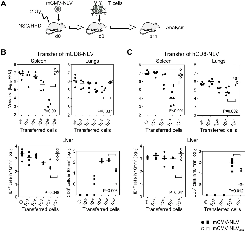 Dose-dependent antiviral effect of NLV-peptide-specific CD8 T cells in mCMV-NLV infected NSG/HHD mice.