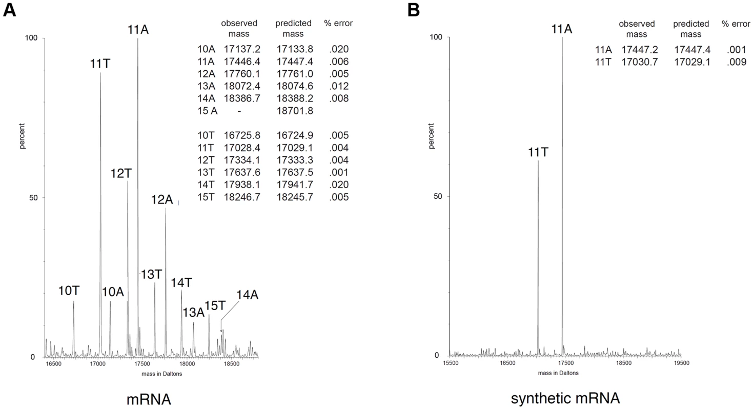 Frameshifting is caused by transcriptional slippage.