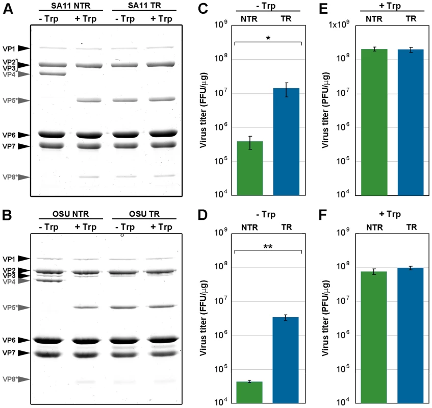 Infectivity assay of <i>in vitro</i> trypsin-treated TLP.