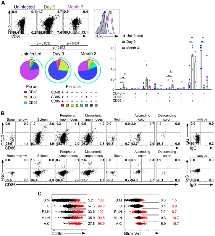 Plasmacytoid DCs in peripheral lymph nodes are strongly activated and are subject to a high death rate.