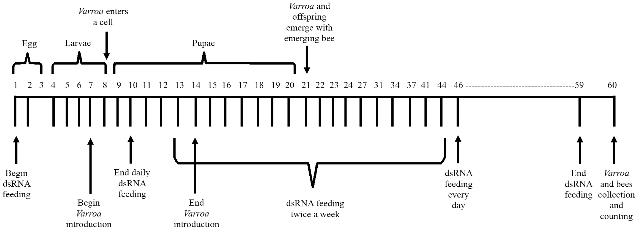 Schematic representation of the honey bee feeding regimen.