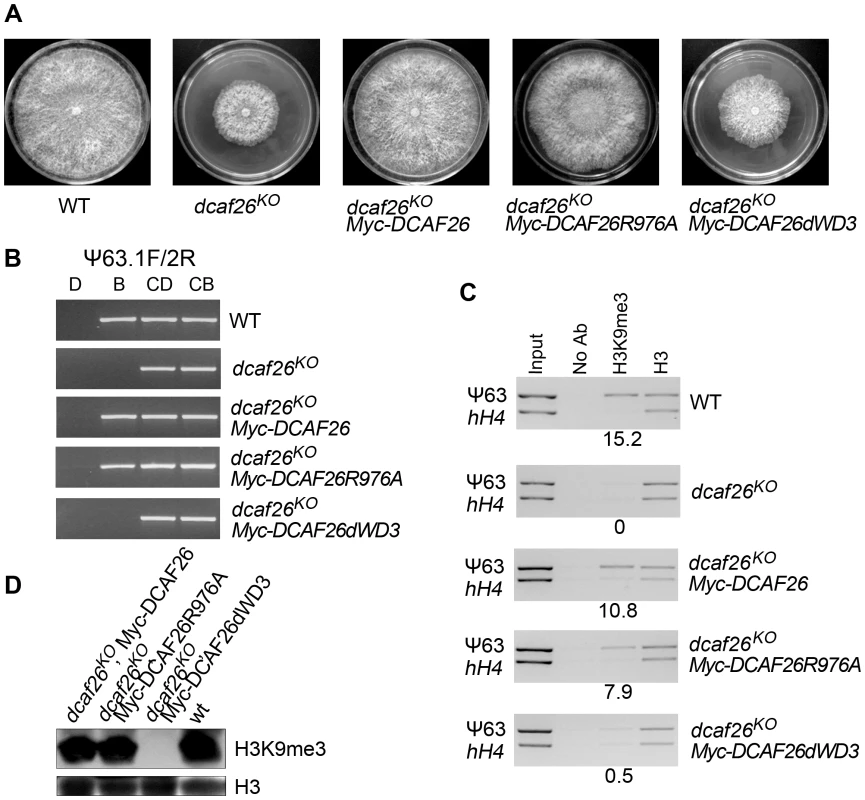 Interactions between DCAF26 and DDB1 are required for proper functioning of the Cul4-DDB1-DCAF26-DIM-5 complex.