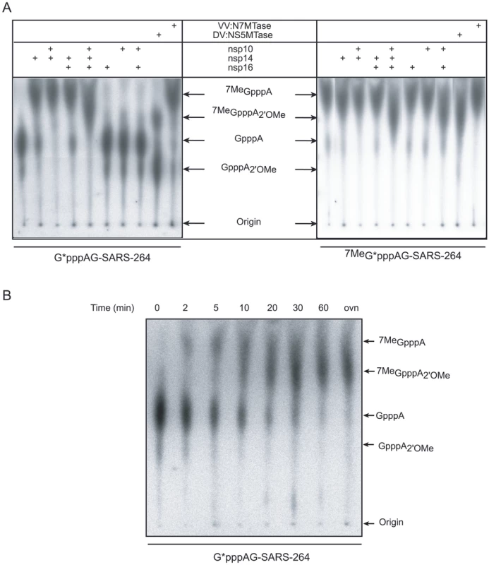 Alanine mutagenesis of nsp14 and nsp16 proteins.