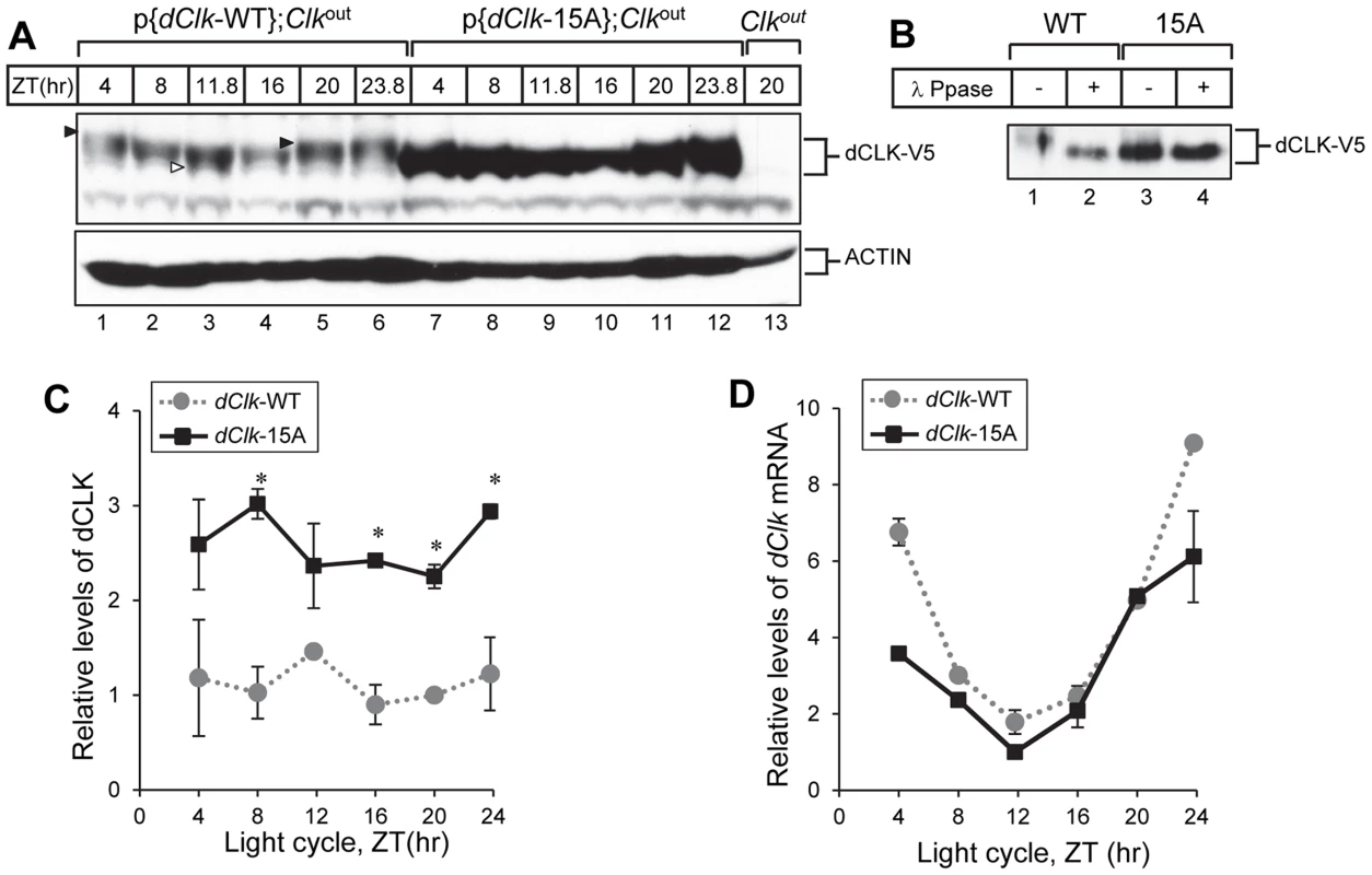 The levels of dCLK are substantially higher and hypo-phosphorylated at all times of the day in p{<i>dClk</i>-15A};<i>Clk</i><sup>out</sup> flies.
