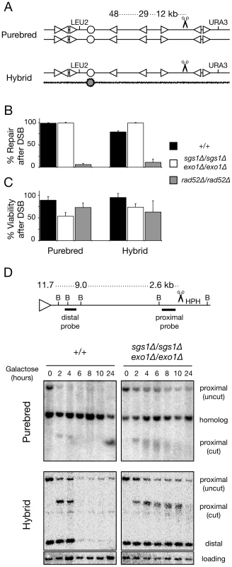 Majority of double-strand breaks in diploid genomes are repaired even without Sgs1- and Exo1-dependent long-range DNA resection.