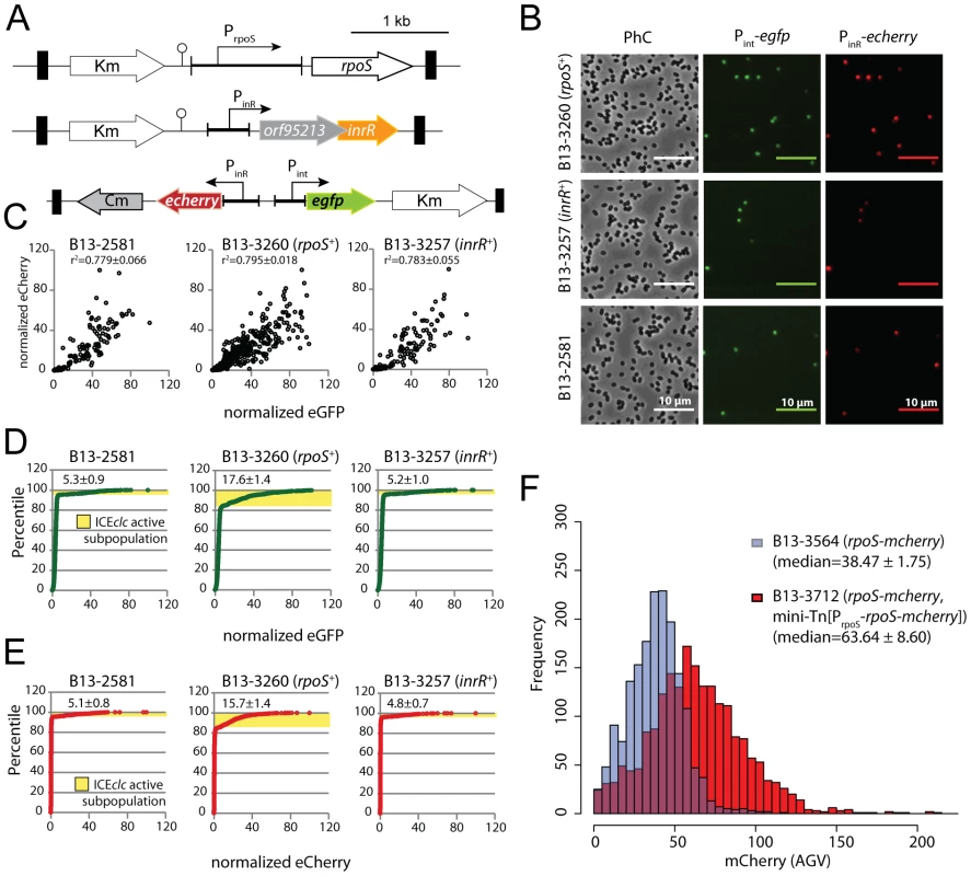 Effect of an additional copy of <i>rpoS</i> or <i>inrR</i> on the proportion of <i>P. knackmussii</i> B13 cells expressing P<i><sub>int</sub></i> and P<i><sub>inR</sub></i> in stationary phase.